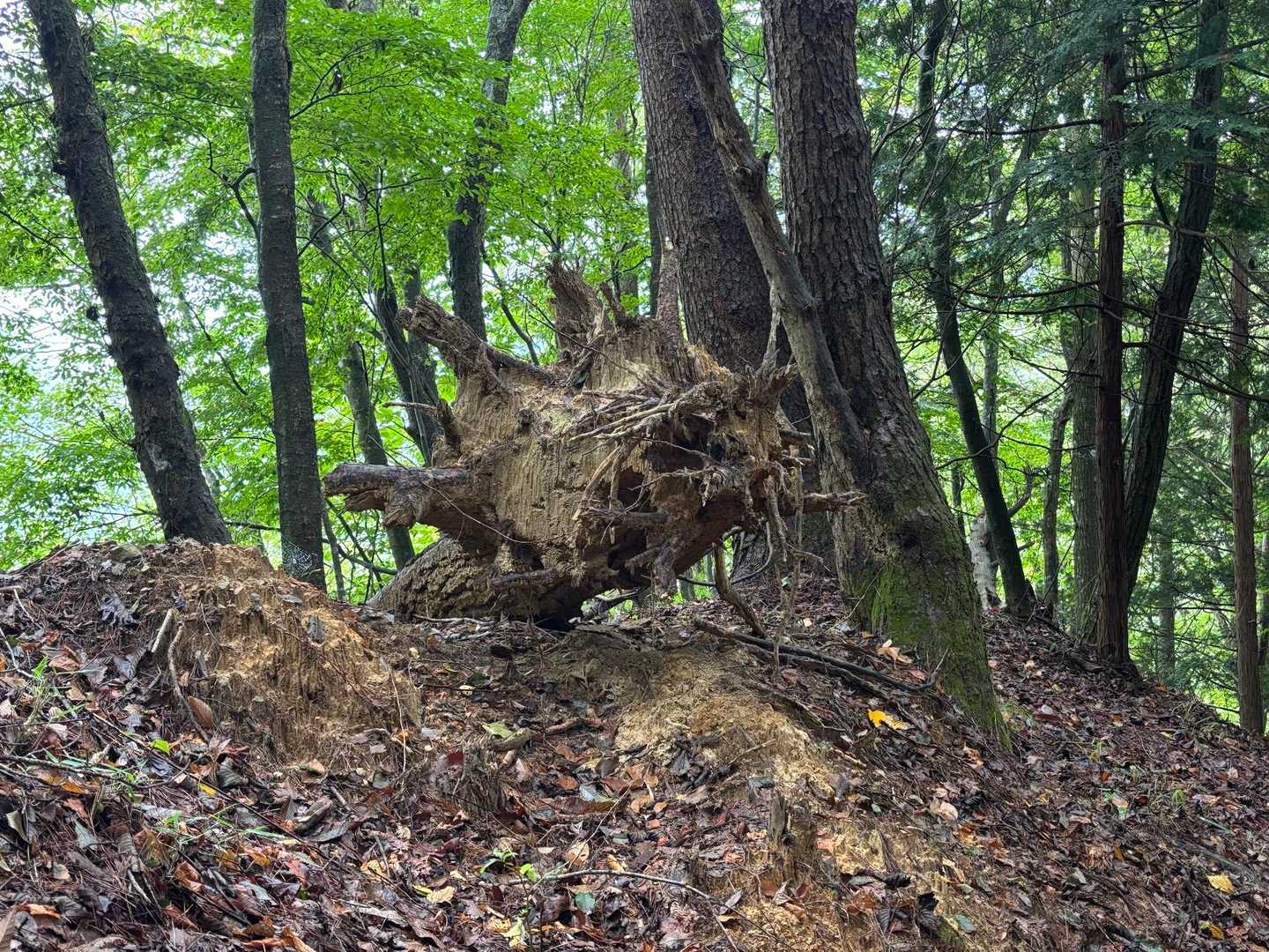 ワぉ🙀！　🐲？