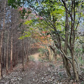 気持ちがいい登山道