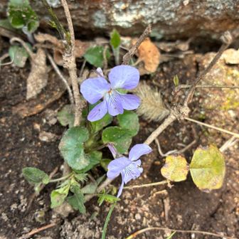 これもニオイスミレかな