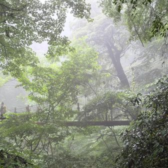噂の吊り橋