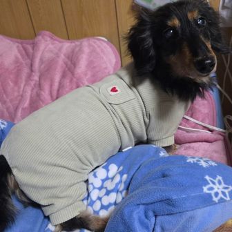 嵐丸(あらしまる)