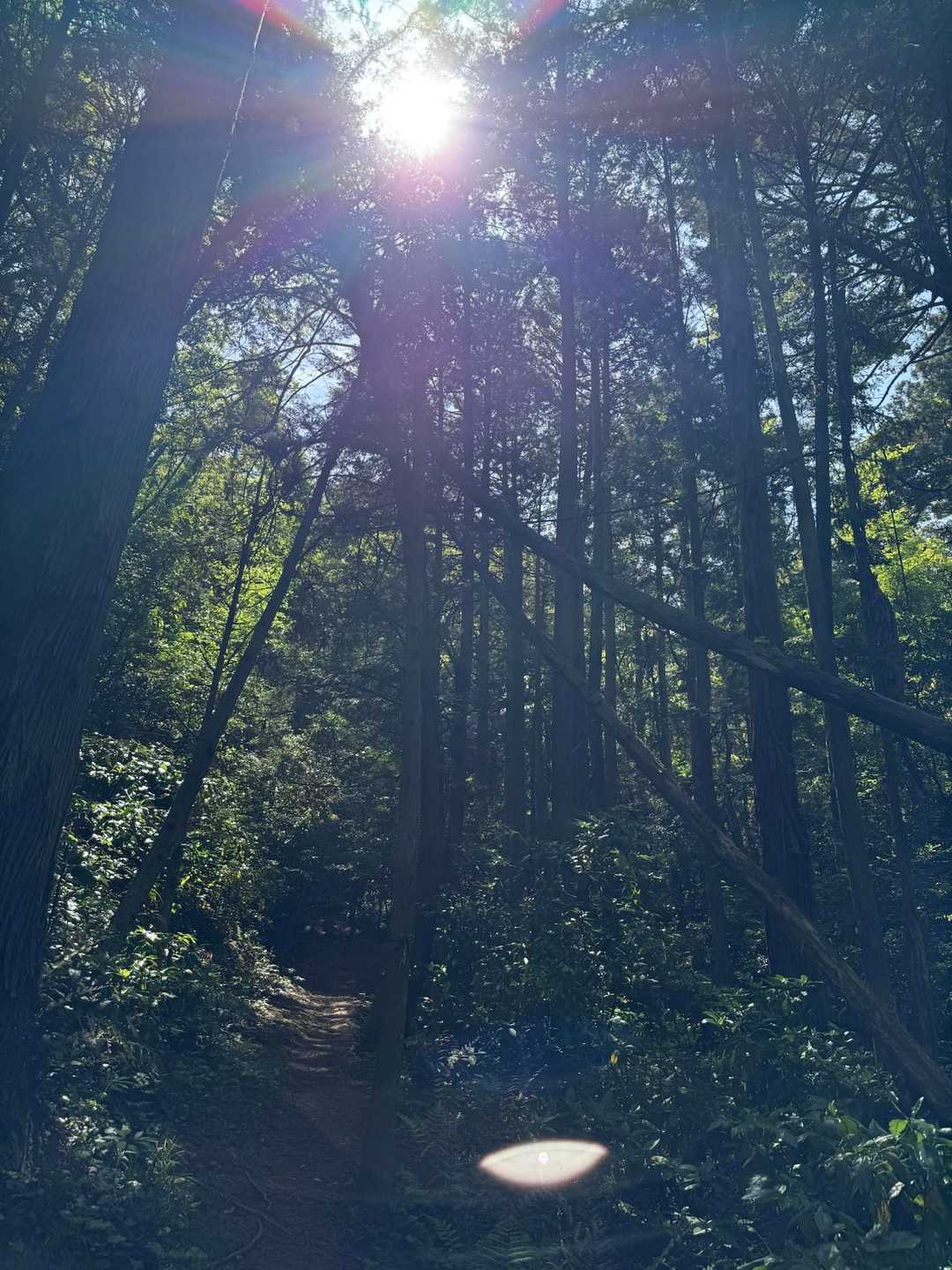 弥勒山-嵩山 往復コースの写真