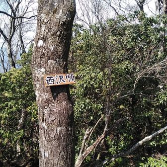 西沢ノ頭　これからヤセ尾根区間を通り、モノレール沿いに進みます！