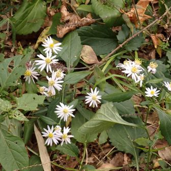 お花もちょっと