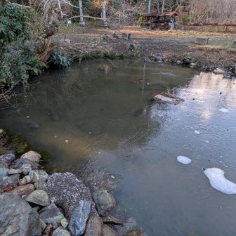 水温が低いからか鯉の動きが鈍い