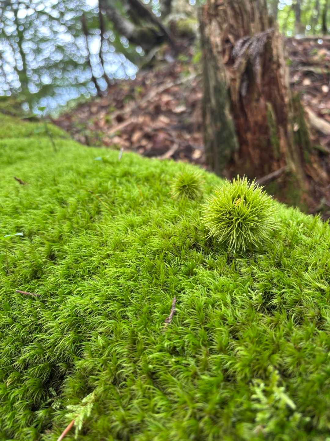 秋の気配③🌰