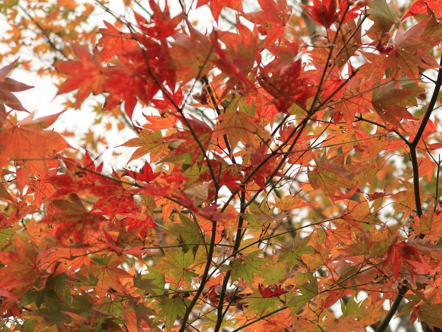 🍁