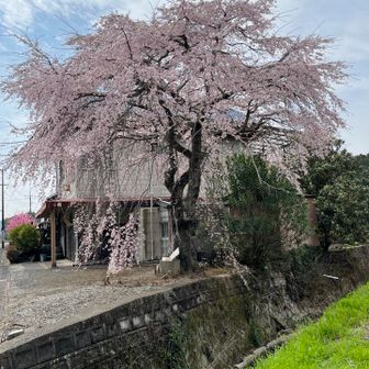 A huge weeping cherry 