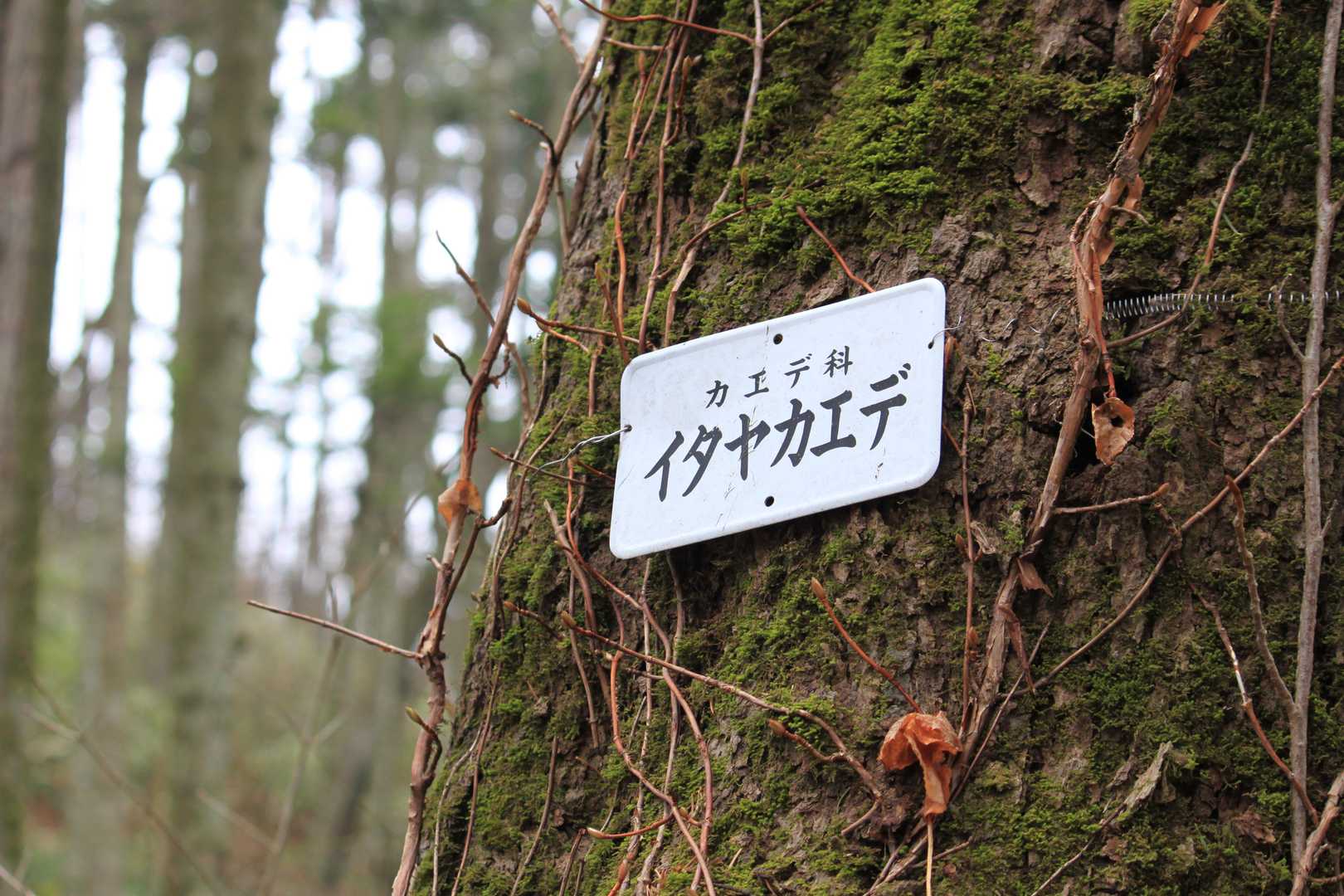 長官山-瀞台 周回コースの写真