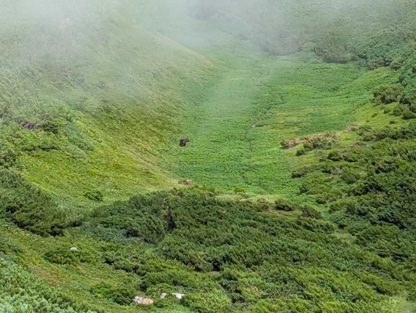 三ツ峰キャンプ場の熊、登山道近くで遊んでた
ちょっと見てたら手前の藪からもう一匹登場して、直ぐに去って行った