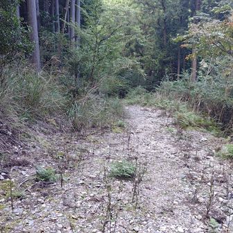 ここは元林道かしら？