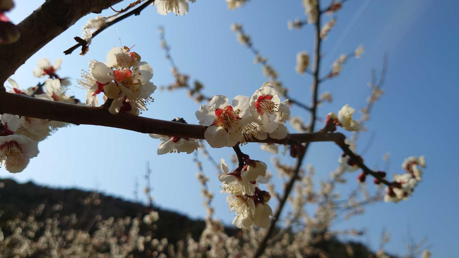 梅の花を愛でながら。