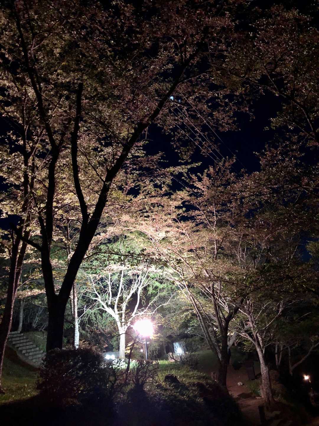 来年は、ちゃんと咲いてる時期に来たいです