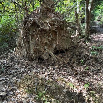 大きな虫みたいで、パシャリ📷