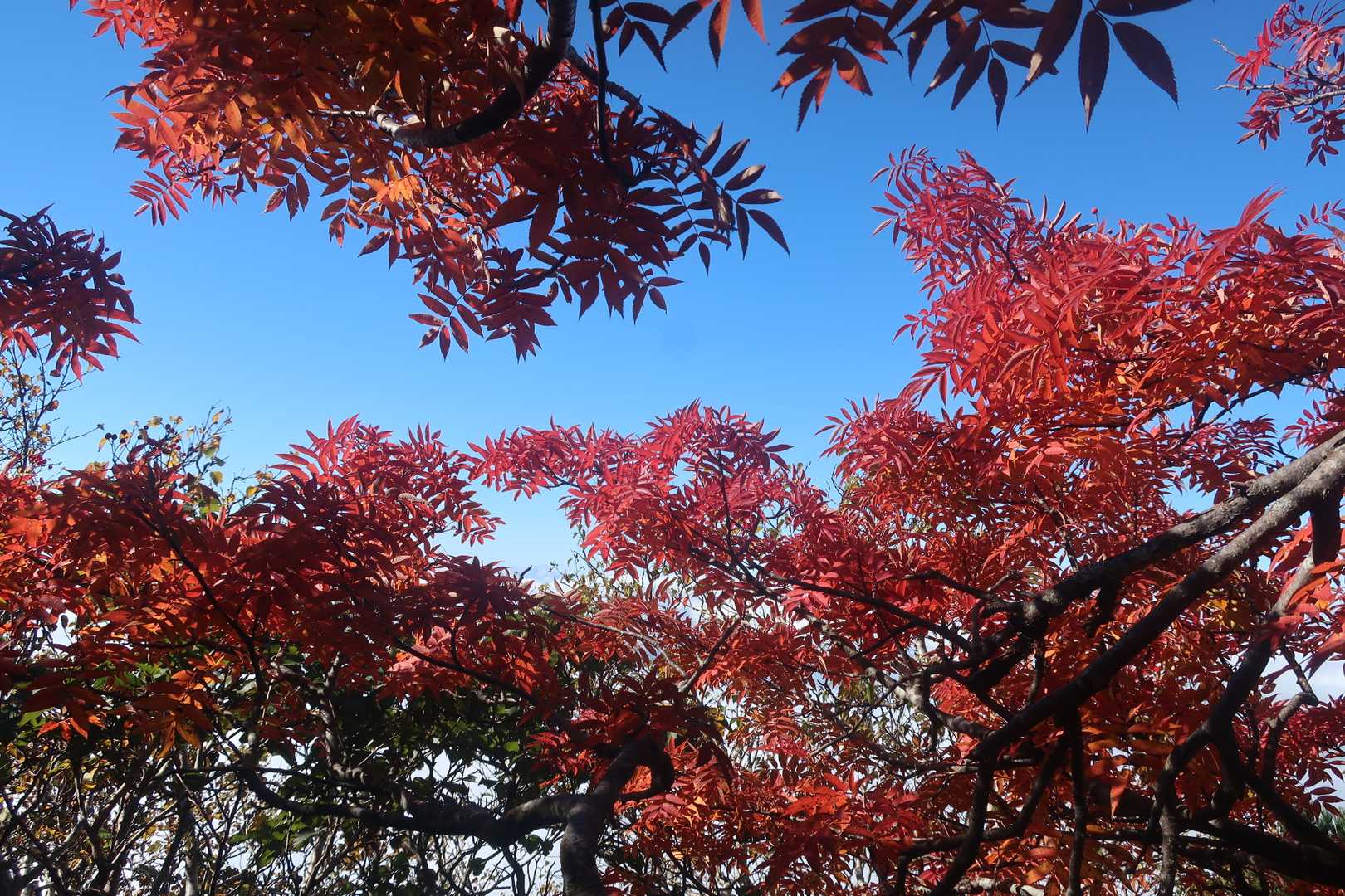 所々にある紅葉に励まされます🍁
