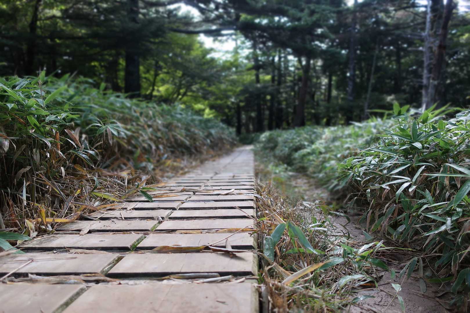 大台ヶ原バス停-大台ヶ原山-尾鷲辻-大蛇グラ 周回コースの写真