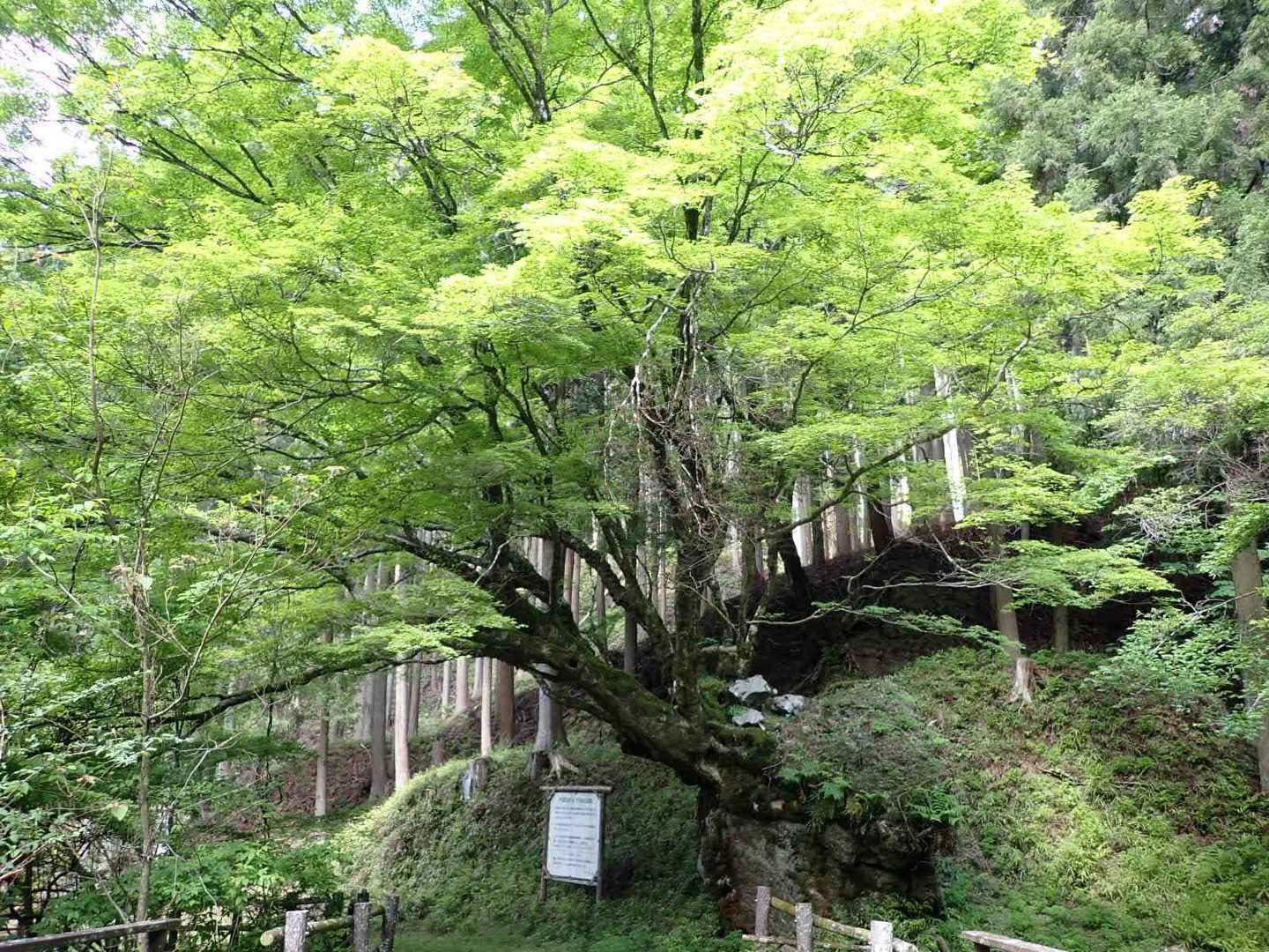 大きな木があります🌲