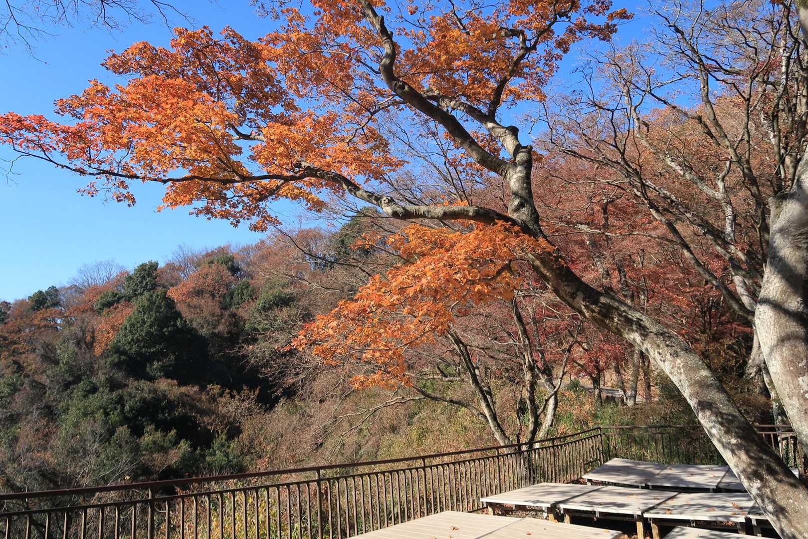 辛うじて謙信平に紅葉見られました。