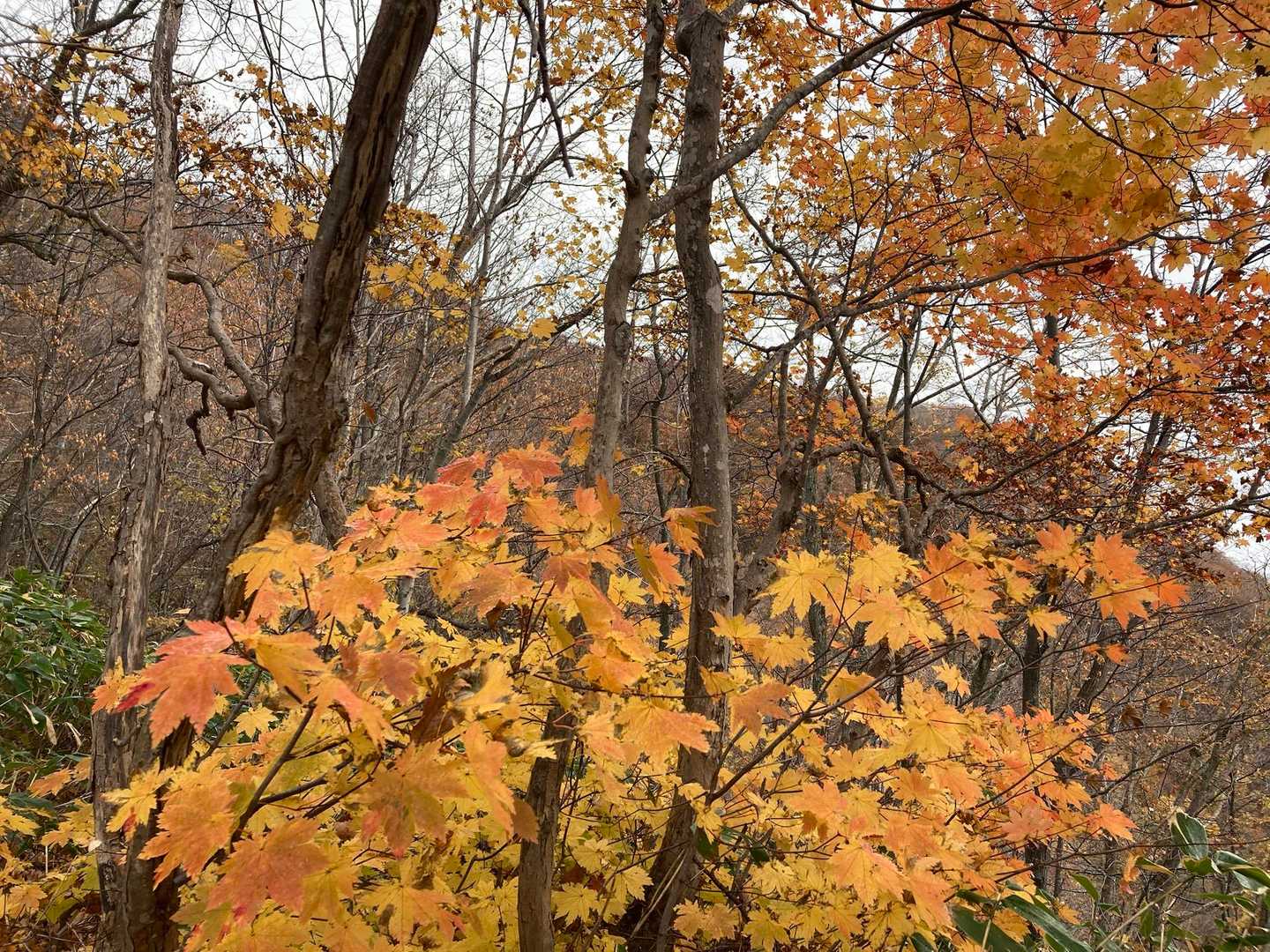 🍁