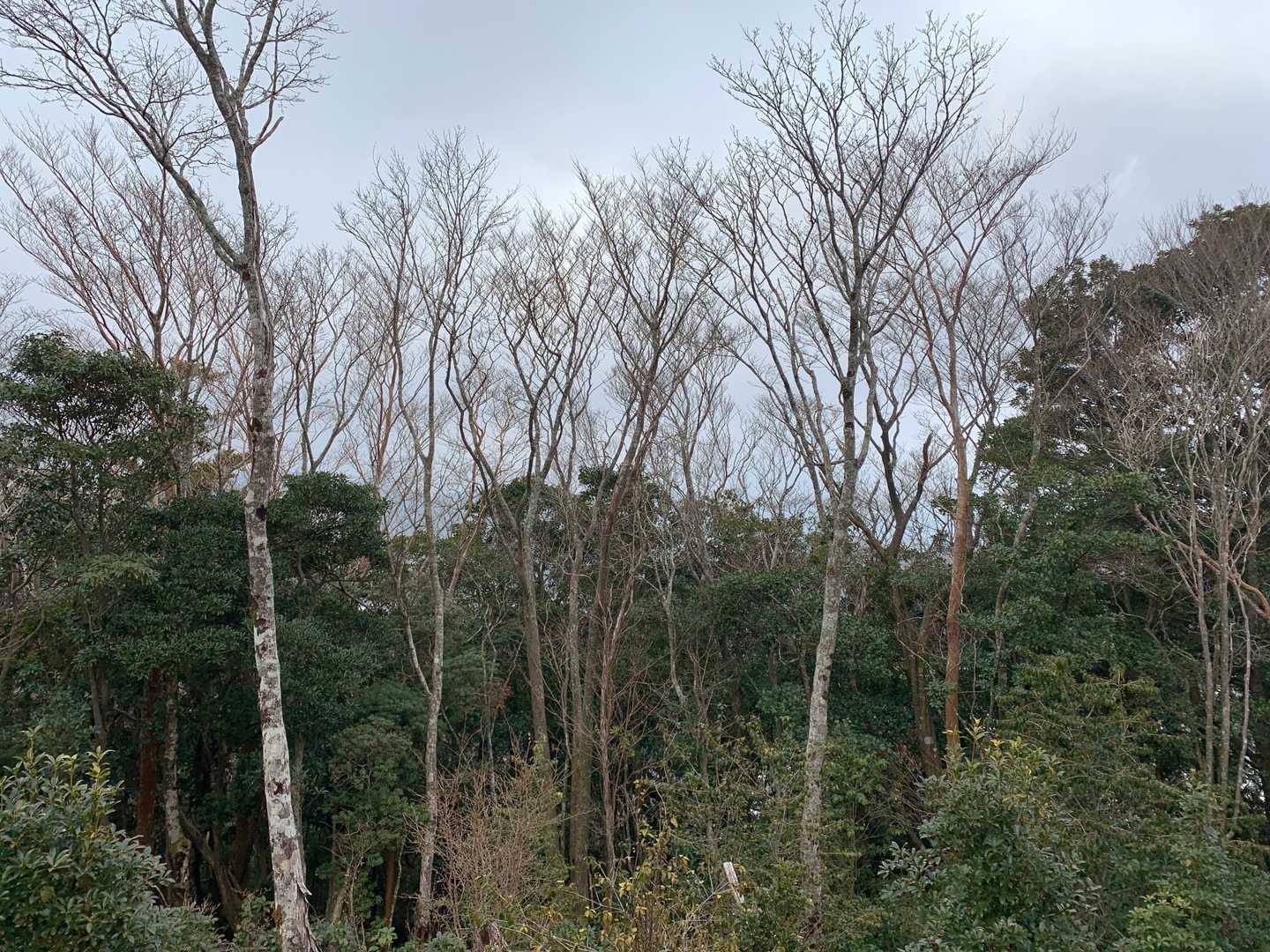 白馬山山頂展望