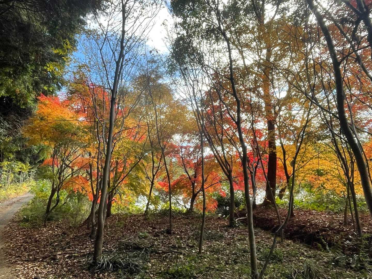 紅葉🍁グラデに癒される😍