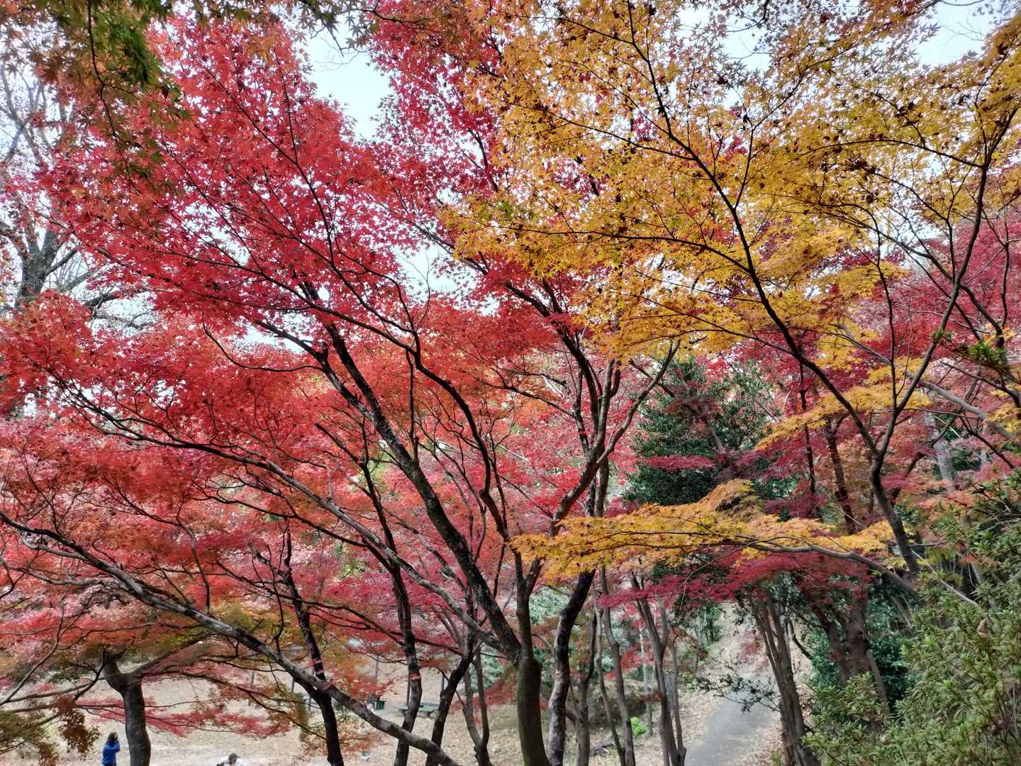 もみじ谷の紅葉🍁。あっと言う間に染まってしまった😳
