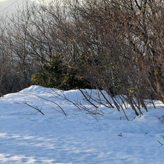 １秒前にリスがいた空間🐿️
早くて撮れなかった😂

帰り道でもリスいたけど、それも撮れず。