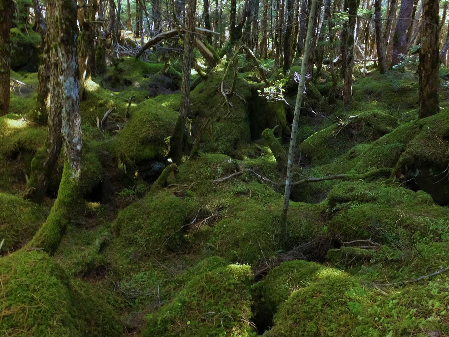 辺りは苔の森です。