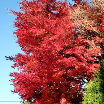 すっかり青空になって、紅葉が映えます