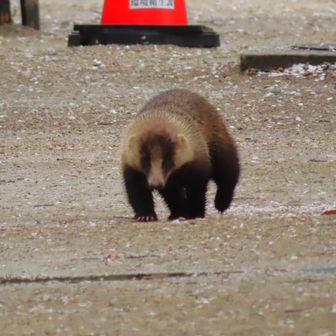 日本アナグマです