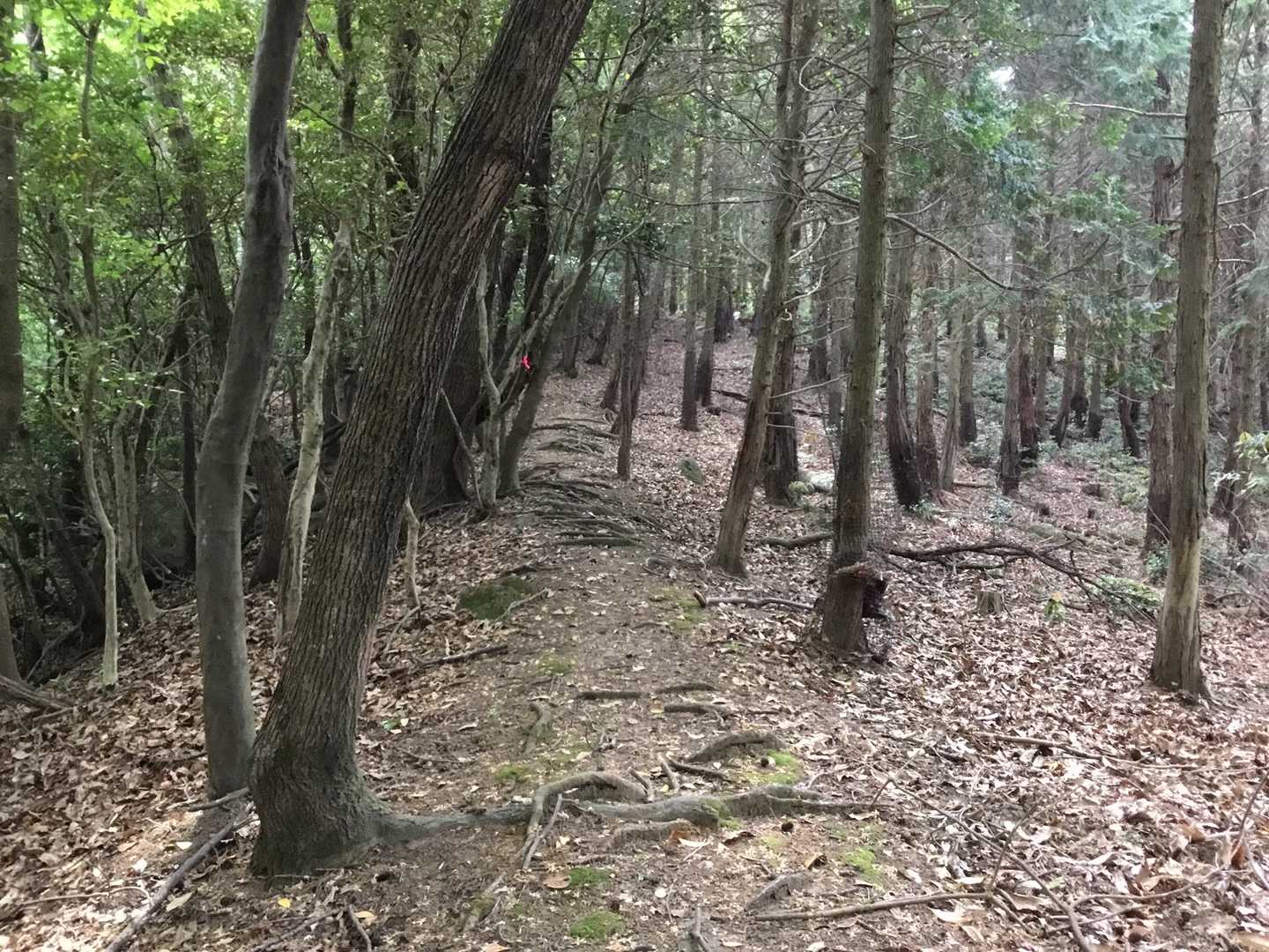 長岩屋登山口-長岩屋-岩竹山 往復コースの写真