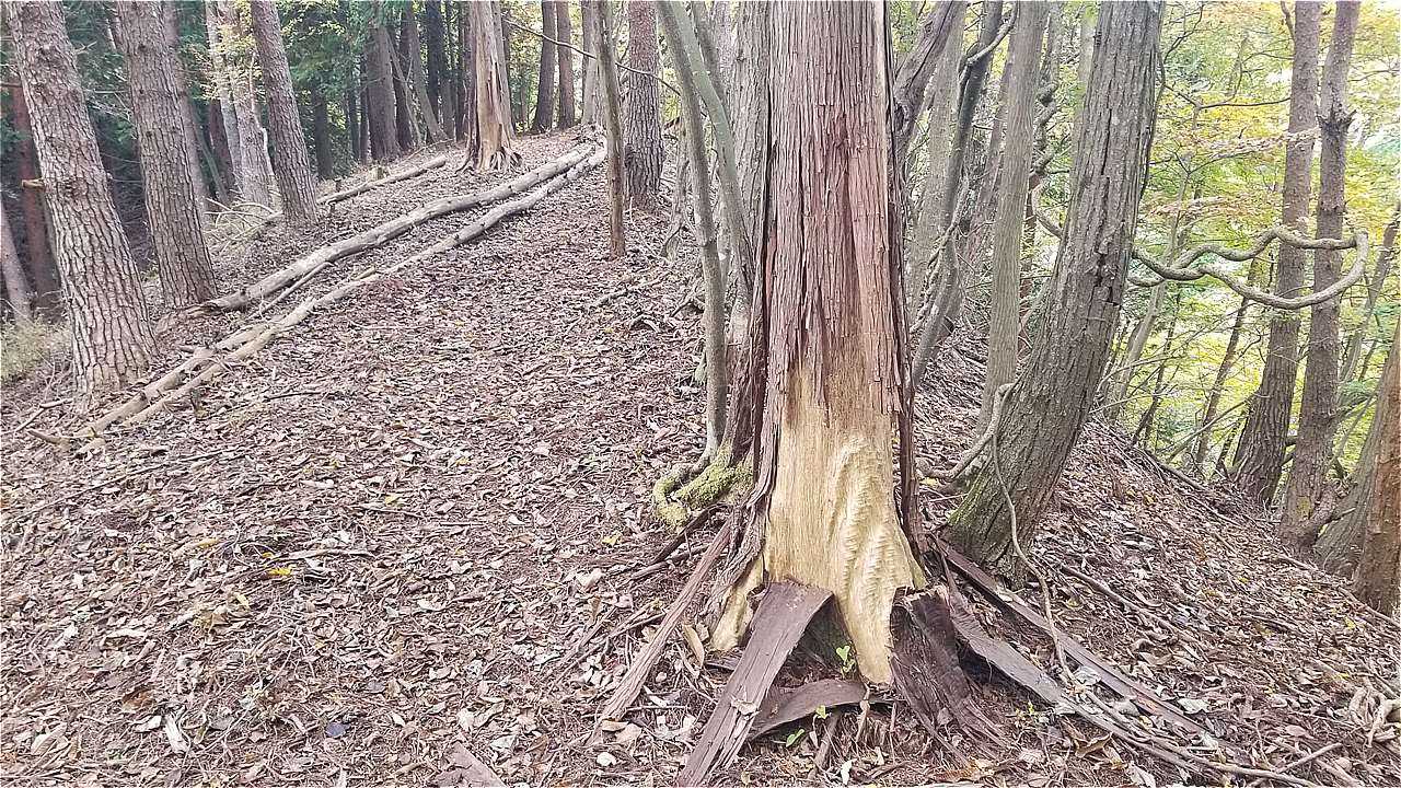 ヤツの仕業でしょうか！