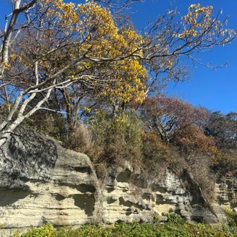 大切岸
鎌倉時代の石切の跡だそうです‼️
