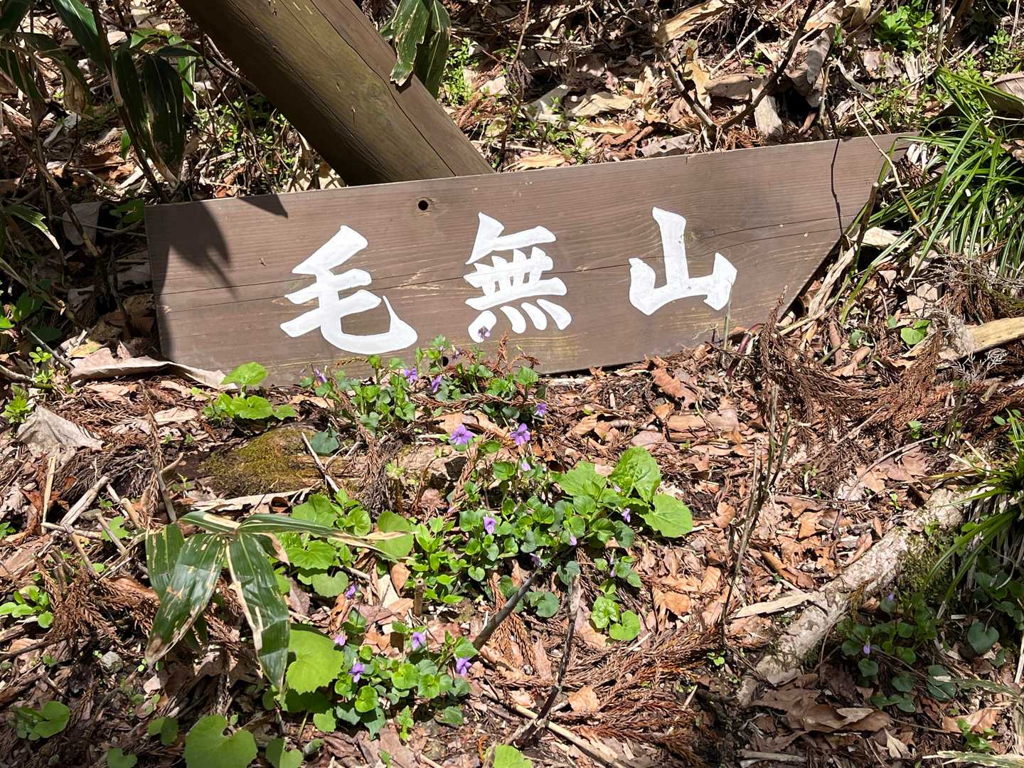落下した標識の側にスミレが花を添えています👏
タチツボスミレかしら？
