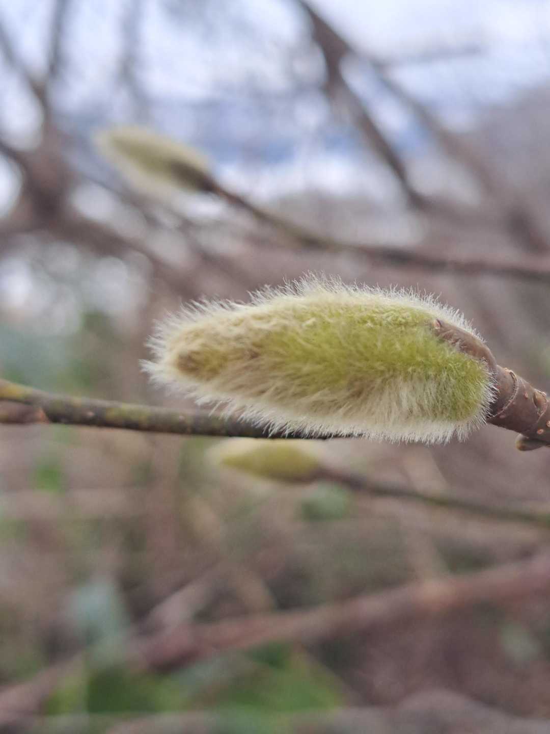 ネコヤナギ❓