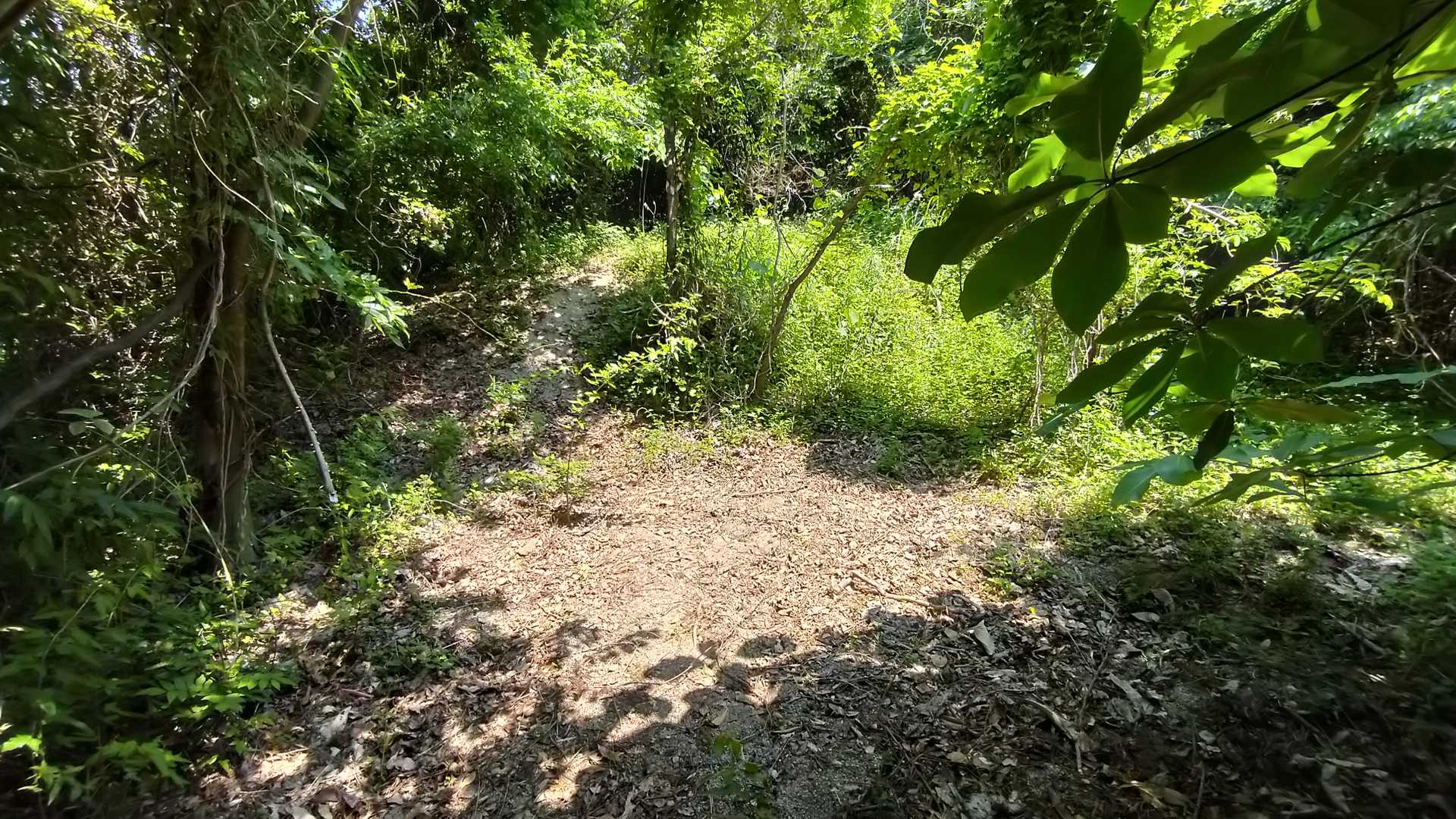登りきるとちょっとした広場に。
テント⛺張れそう(笑)
奥にそのまま進みます。