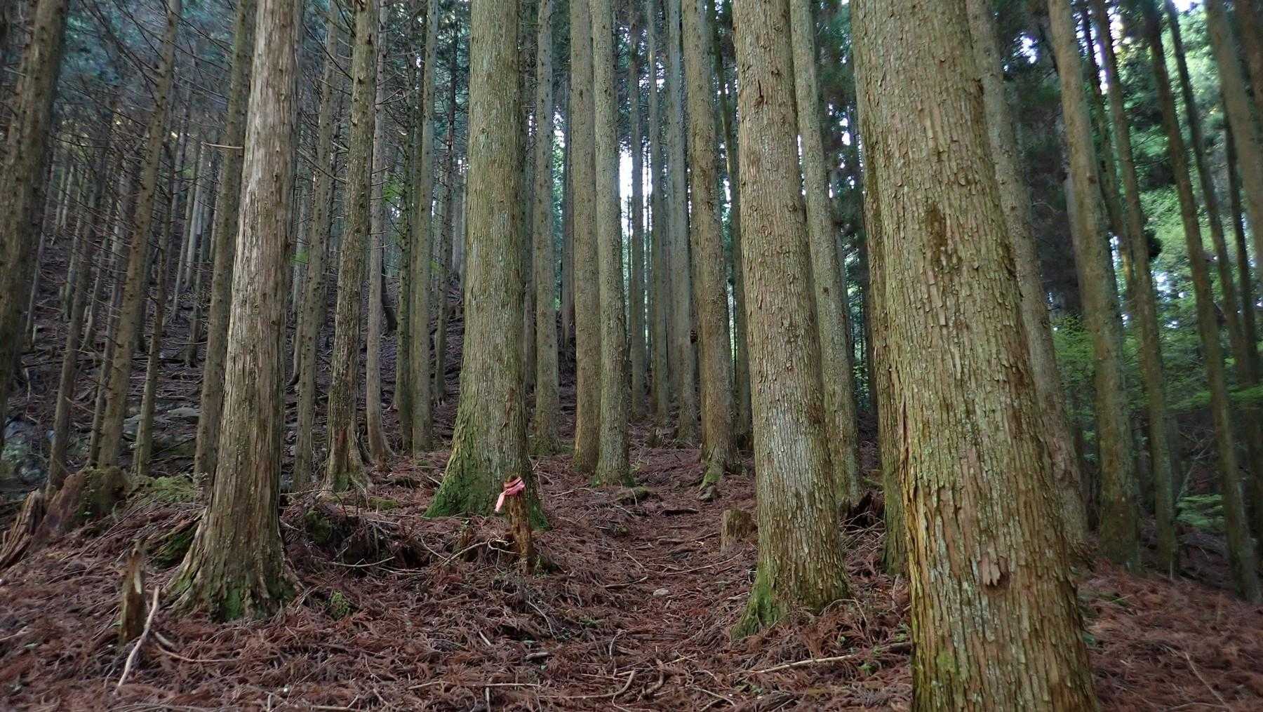 植林が続く。