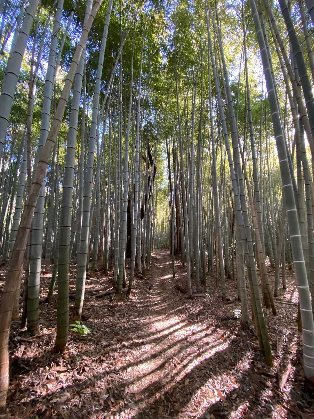 竹林に入りました。
ここを通りたくて今回嵐山をプラスしたんです♡