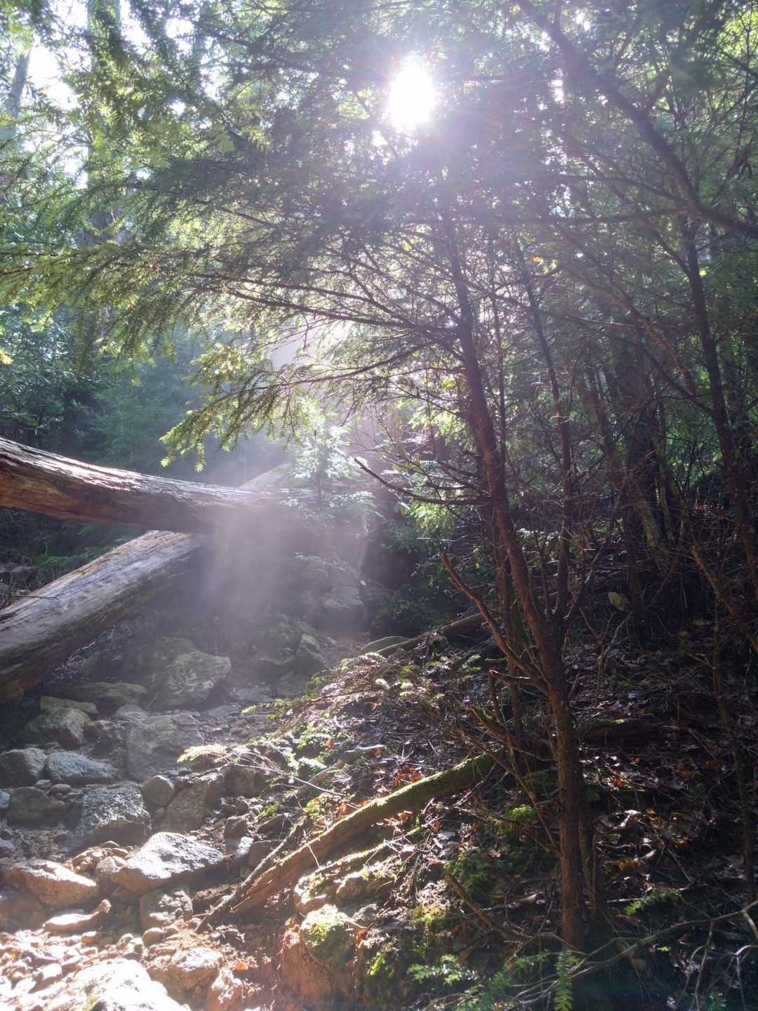 朝日の木漏れ日✨幻想的✨