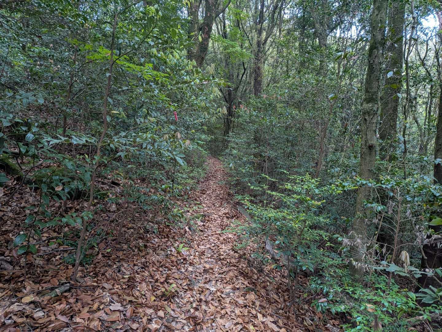 三瀬峠-城ノ山-アゴ坂峠-金山 往復コースの写真