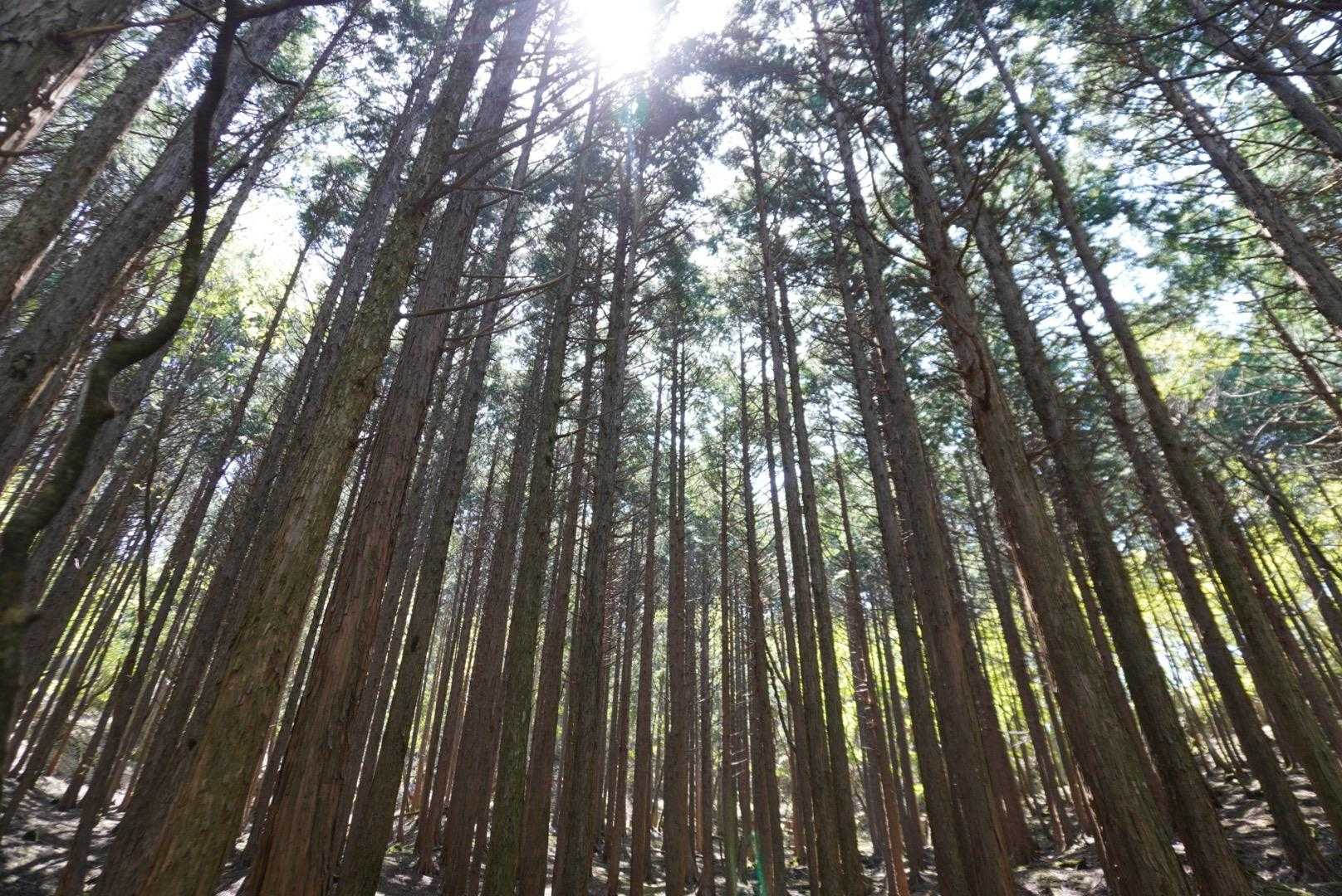 大永山トンネル口-大坂屋敷越-獅子舞の鼻 往復コースの写真