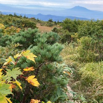 色づくミネカエデと岩木山