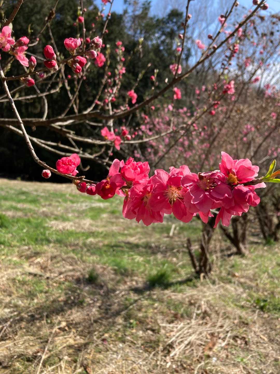 駐車場🅿️に戻ります😌
途中に、花桃🌸