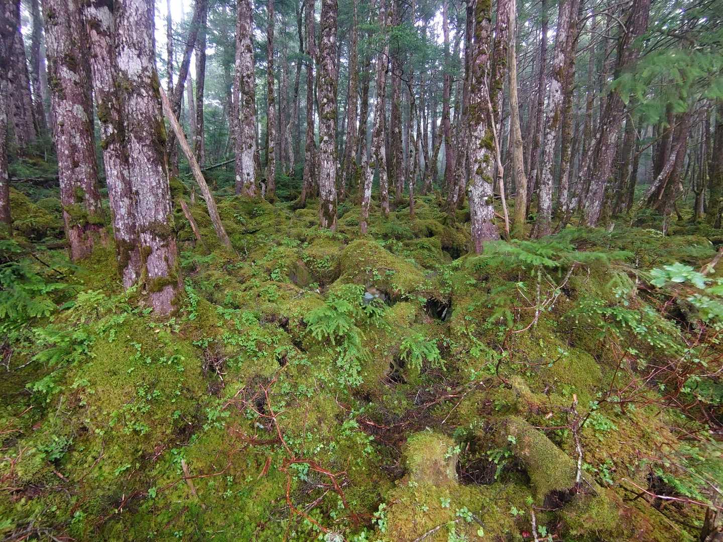 濡れてきて しっとり
コケ苔ワールド！！
