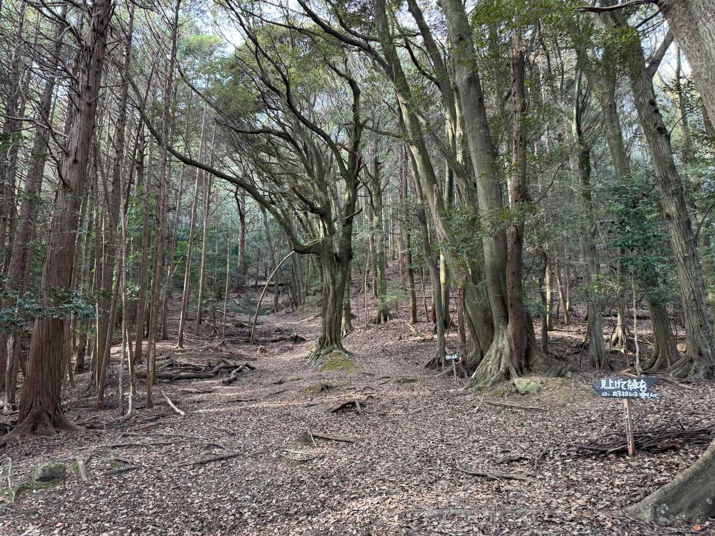 宇佐山 往復コースの地図・登山ルート・登山口情報 | YAMAP / ヤマップ