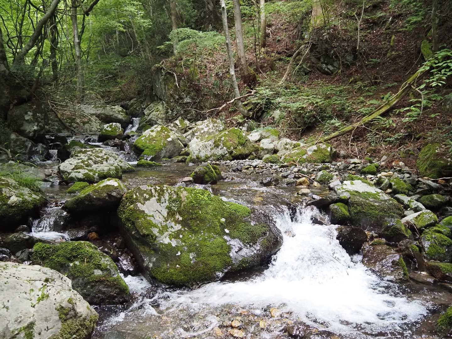 沢の流れも勢いがあって、何時もにも増して水量が多く感じました。😎