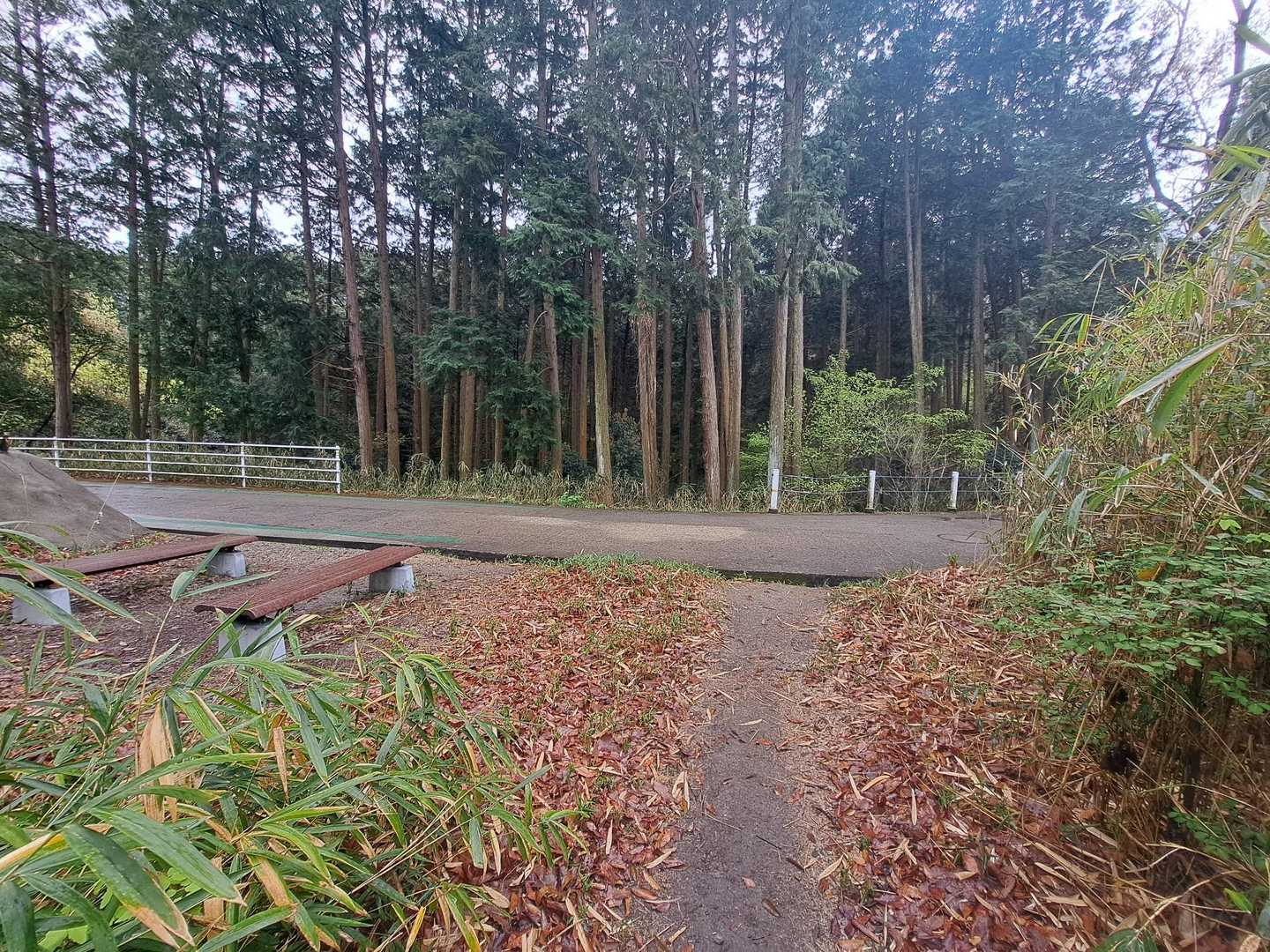 やっぱり車道に出てきた🚕