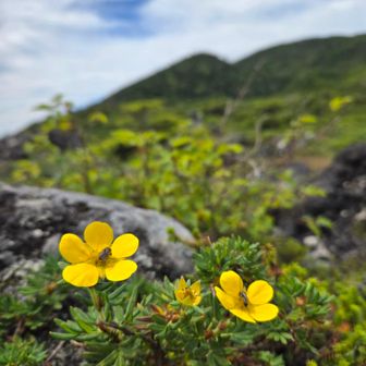 黄色いお花💛