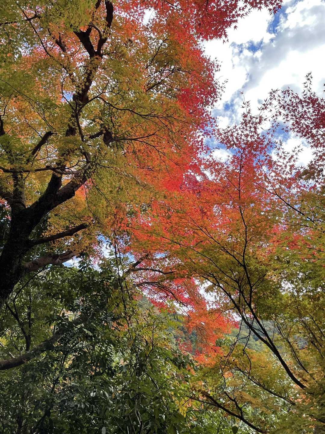 🍁