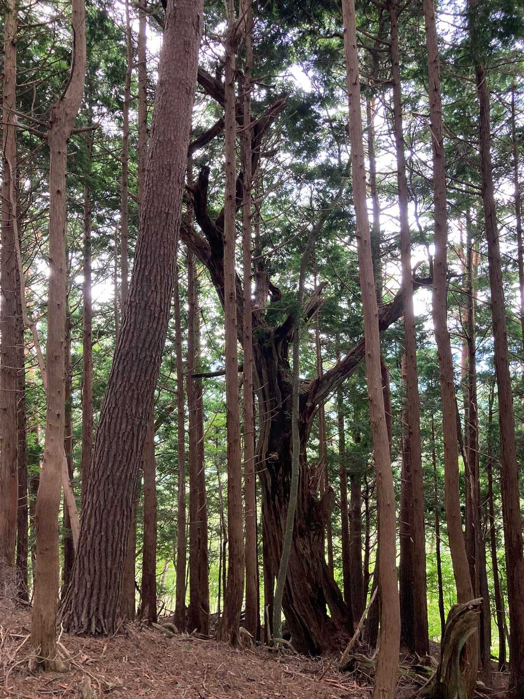白口峰 往復コースの写真